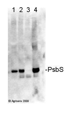 western blot detection using anti-PsbS antibodies on deletion and overexpression mutants